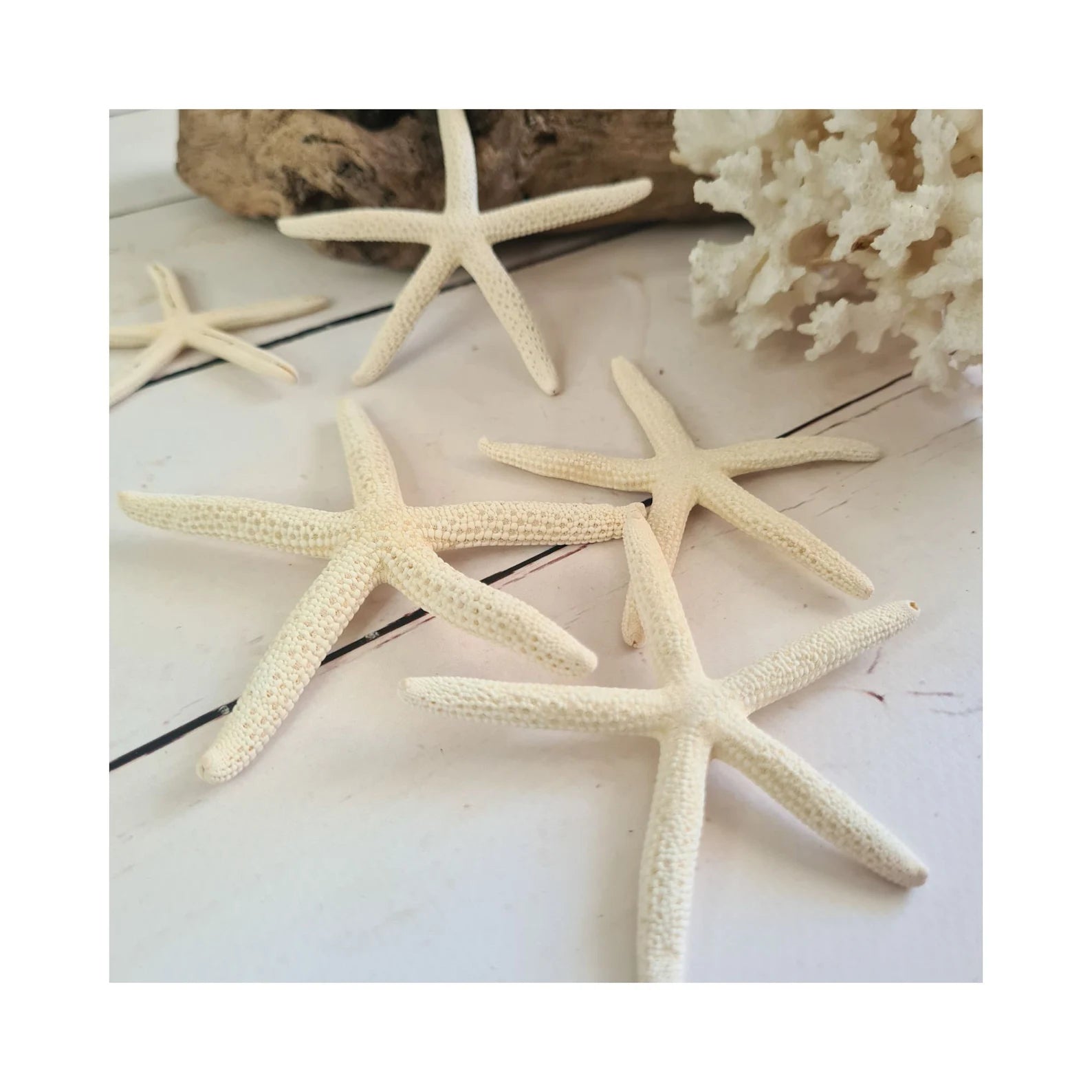 Natural "White Pointer Starfish"